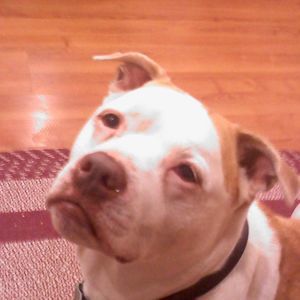 Meet your Posher, William